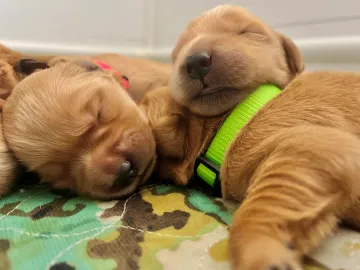 Two Golden Retriever puppies resting close together, one with a green collar.