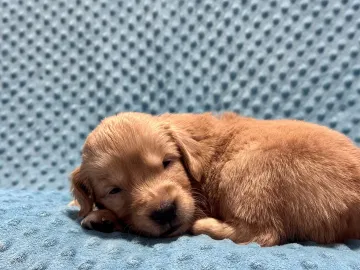 Poppy curled up on a blue textured blanket.