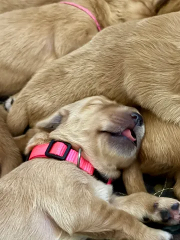 A Golden Retriever puppy sleeps on her back among her littermates.