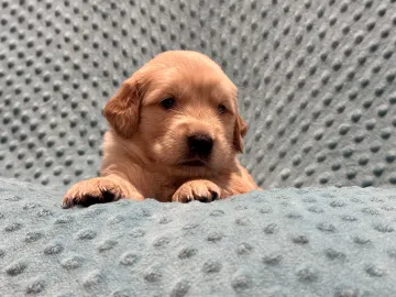 Wisteria (Winnie) resting her front paws on a blue textured blanket.