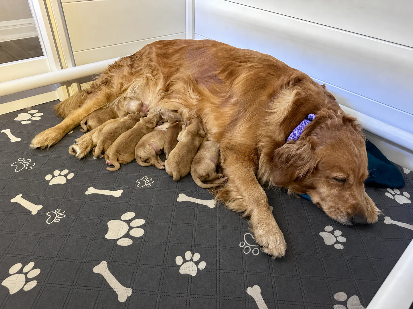 Dilly resting while her seven newborn Golden Retriever puppies nurse beside her.
