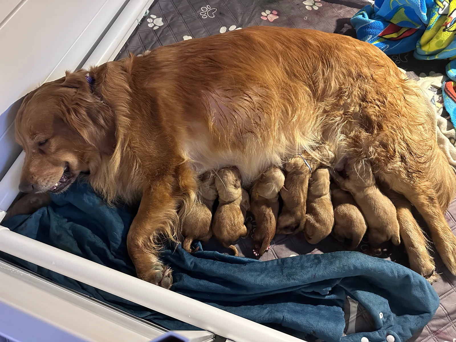 Dilly nursing her seven newborn Golden Retriever puppies in their whelping area.