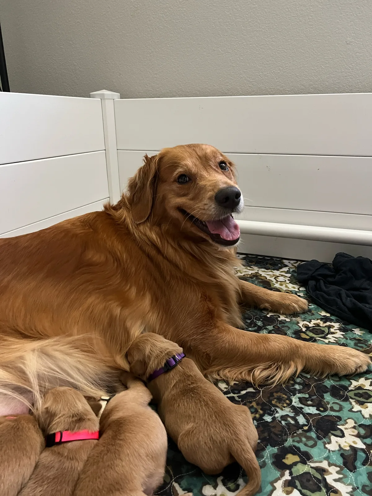 Dilly resting in the whelping area with several newborn puppies gathered beside her.
