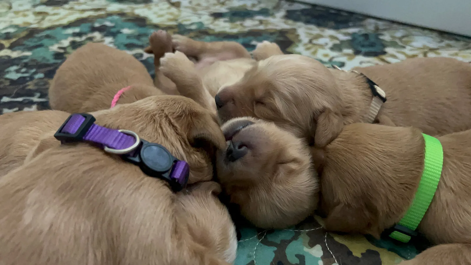 Several newborn Golden Retriever puppies resting together in a close puppy pile.
