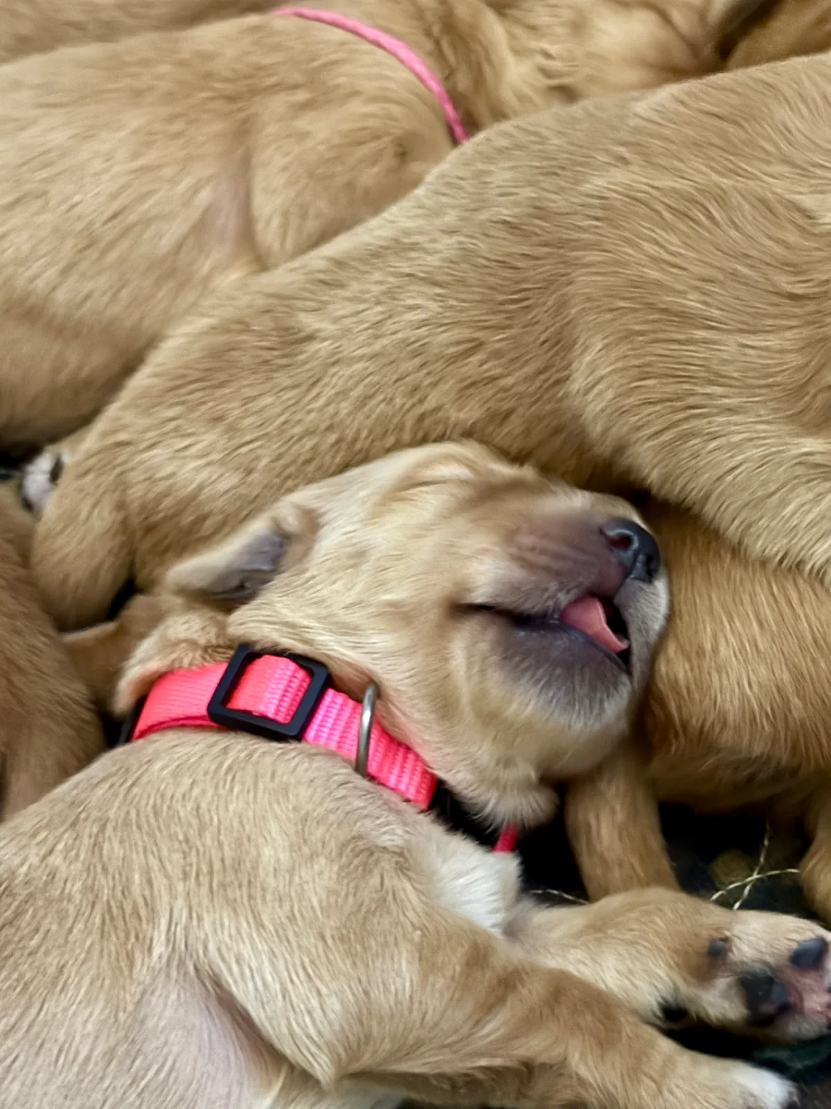 A newborn Golden Retriever puppy sleeping on her back in a pile with her littermates.