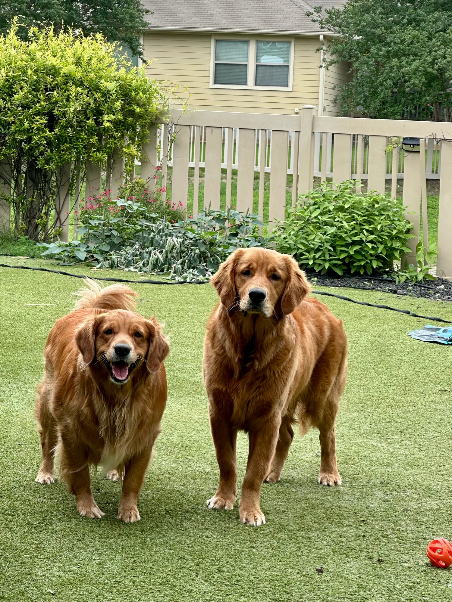 Dilly and Duncan standing together in their backyard.