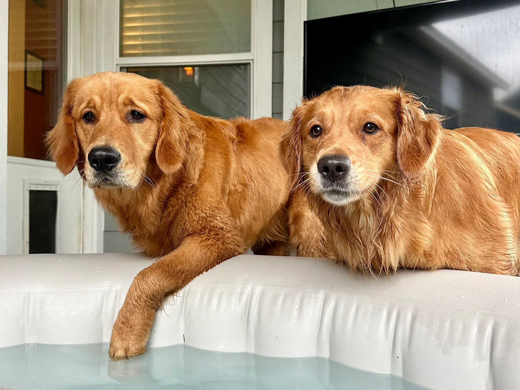 Duncan and Dilly together at the edge of their pool.