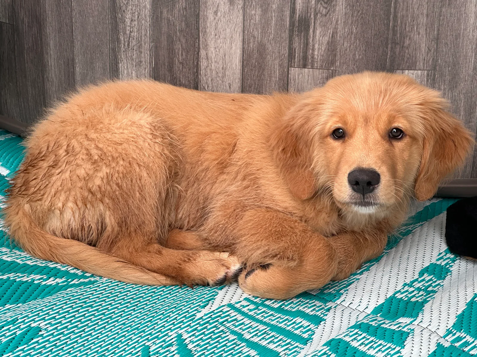 Dilly as a young Golden Retriever puppy curled up on a green-and-white mat, looking toward the camera.