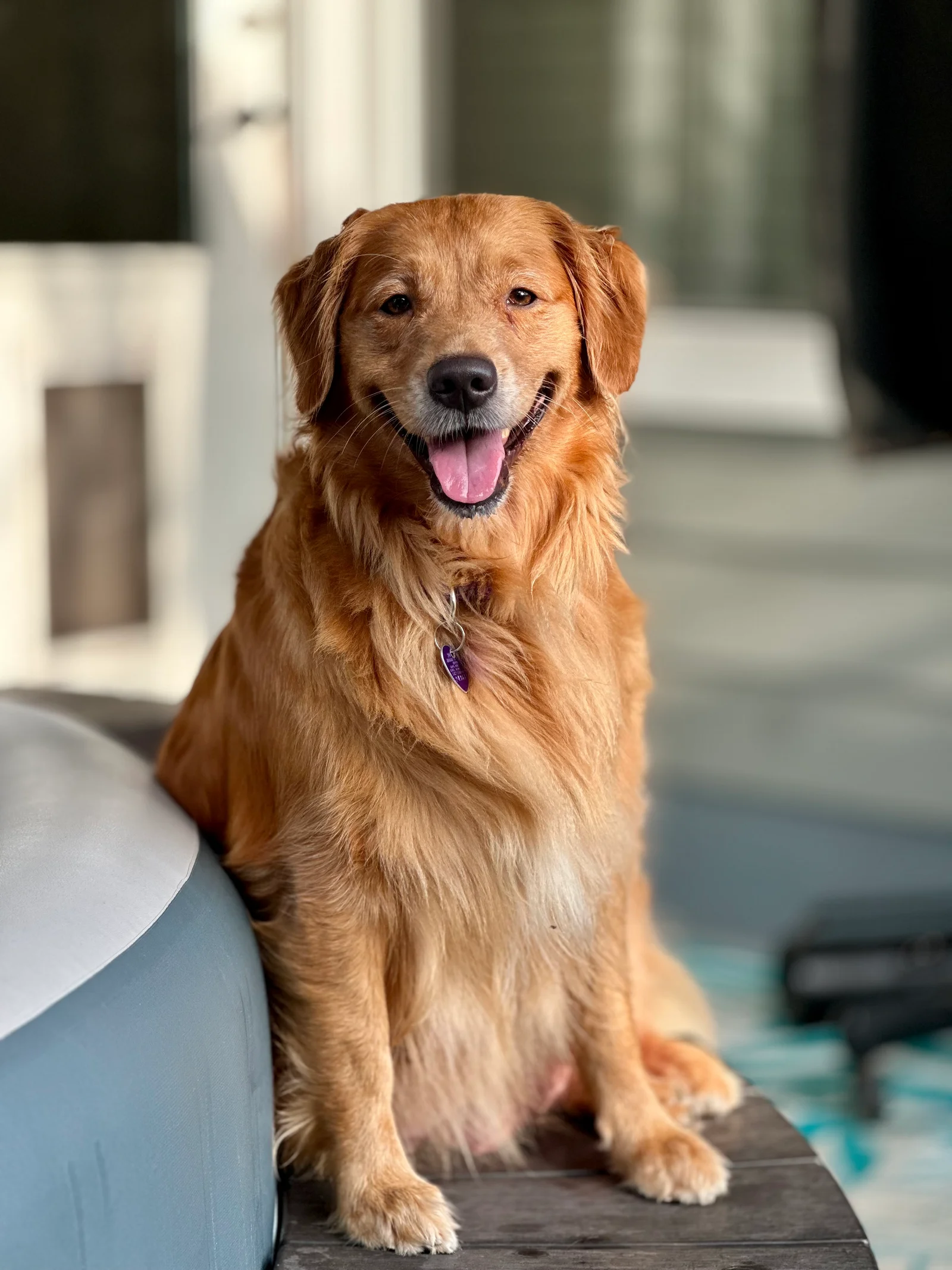 Dilly sitting indoors and smiling toward the camera, wearing a purple collar and heart-shaped tag.