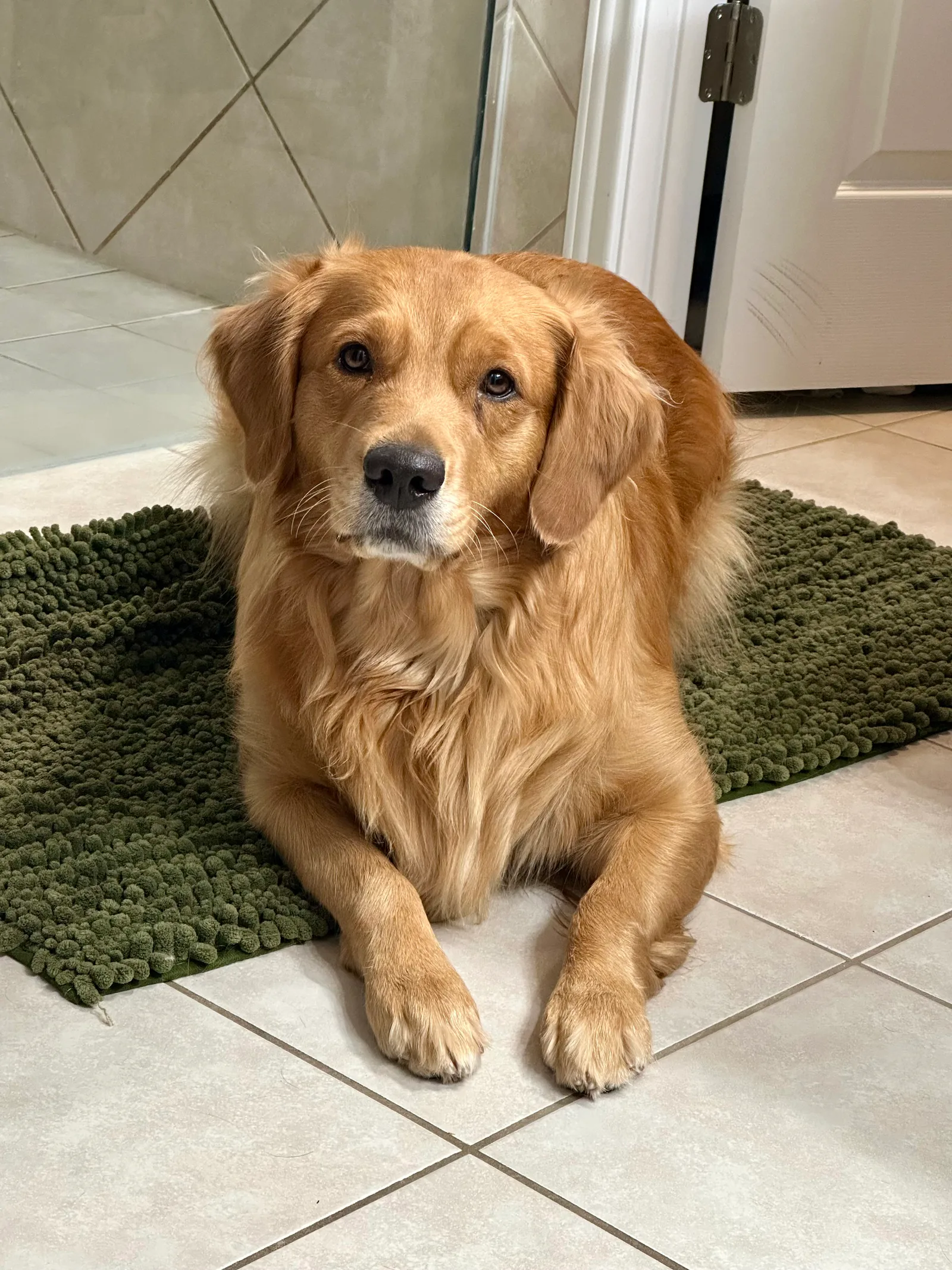 Dilly resting indoors with her front paws crossed and looking calmly at the camera.