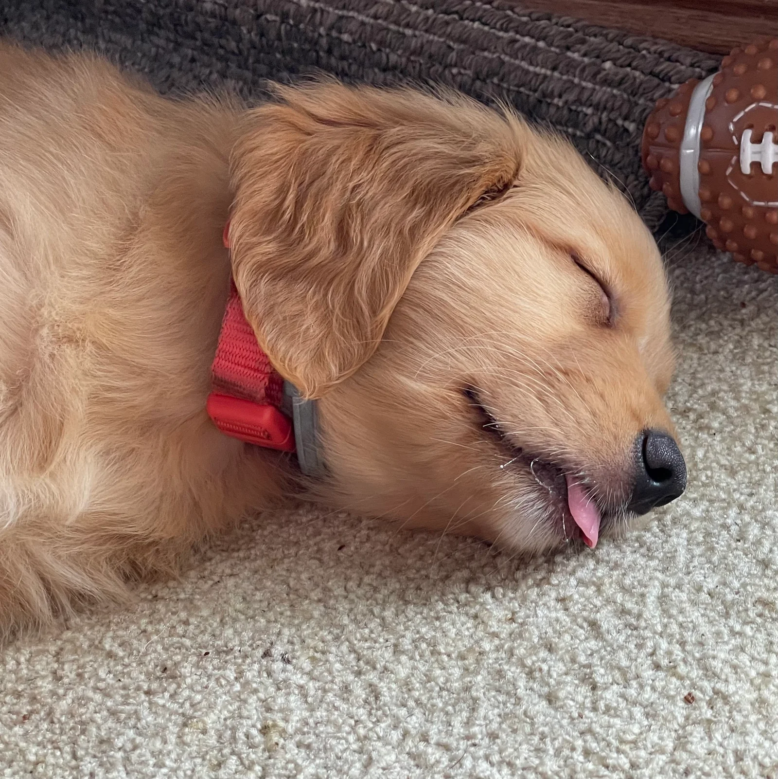 Puppy Dilly asleep on the carpet in a red collar, with her tongue peeking out.