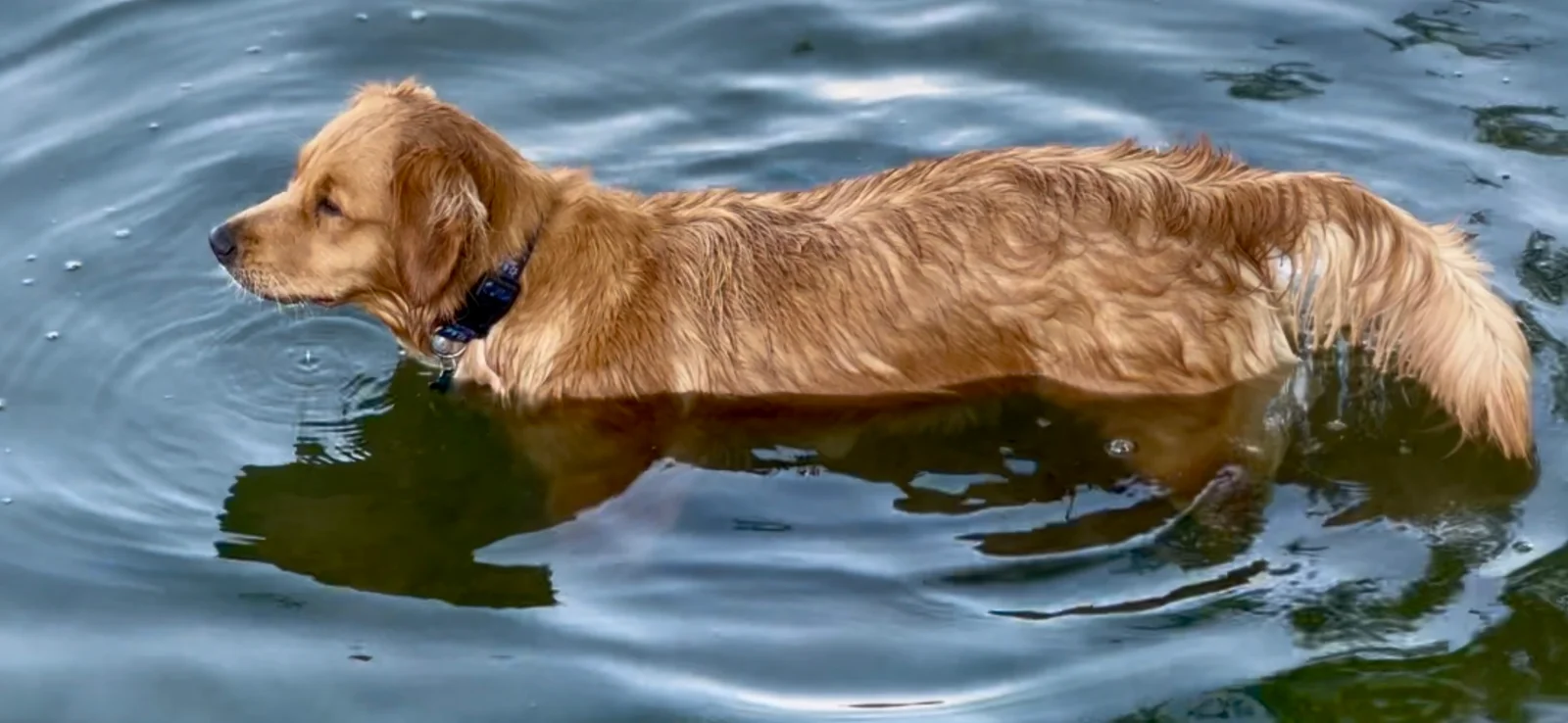 Dilly swimming in blue water, with her wet golden coat and tail visible above the surface.