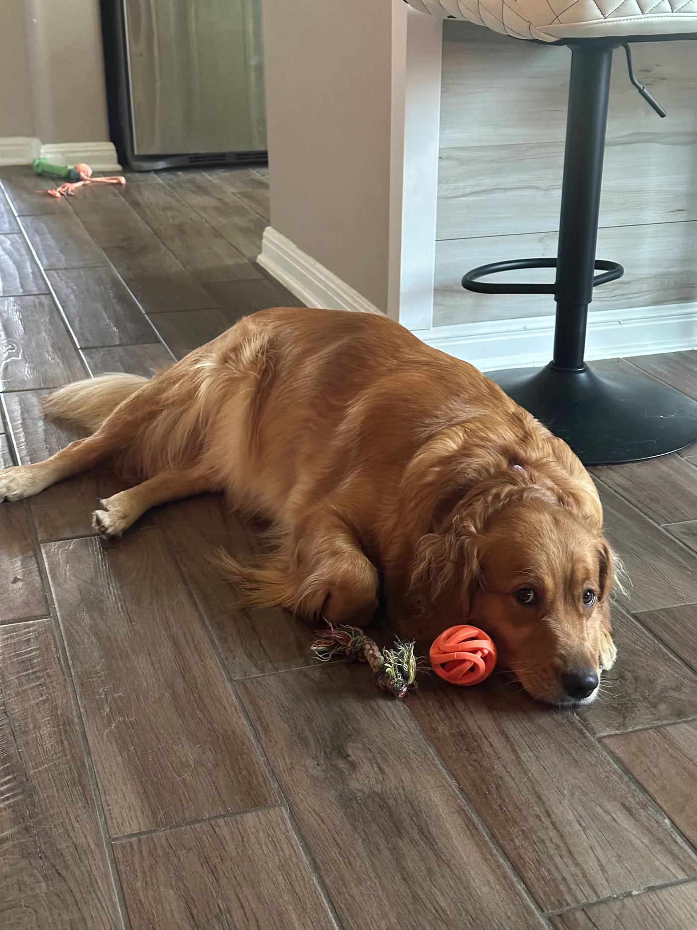 Dilly resting indoors beside her orange ball.