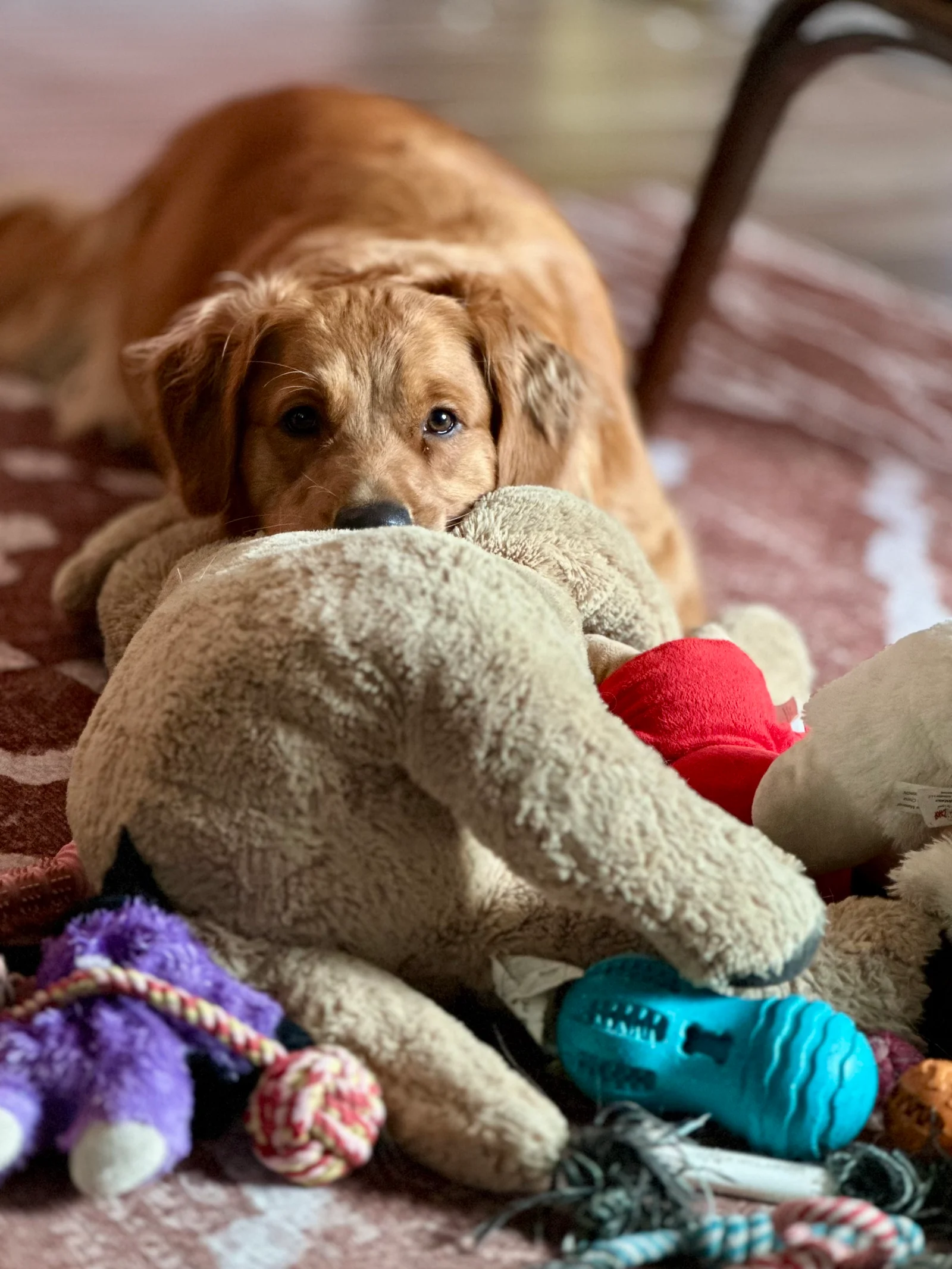 Dilly peeking out from behind a pile of stuffed animals, ropes, and favorite toys.