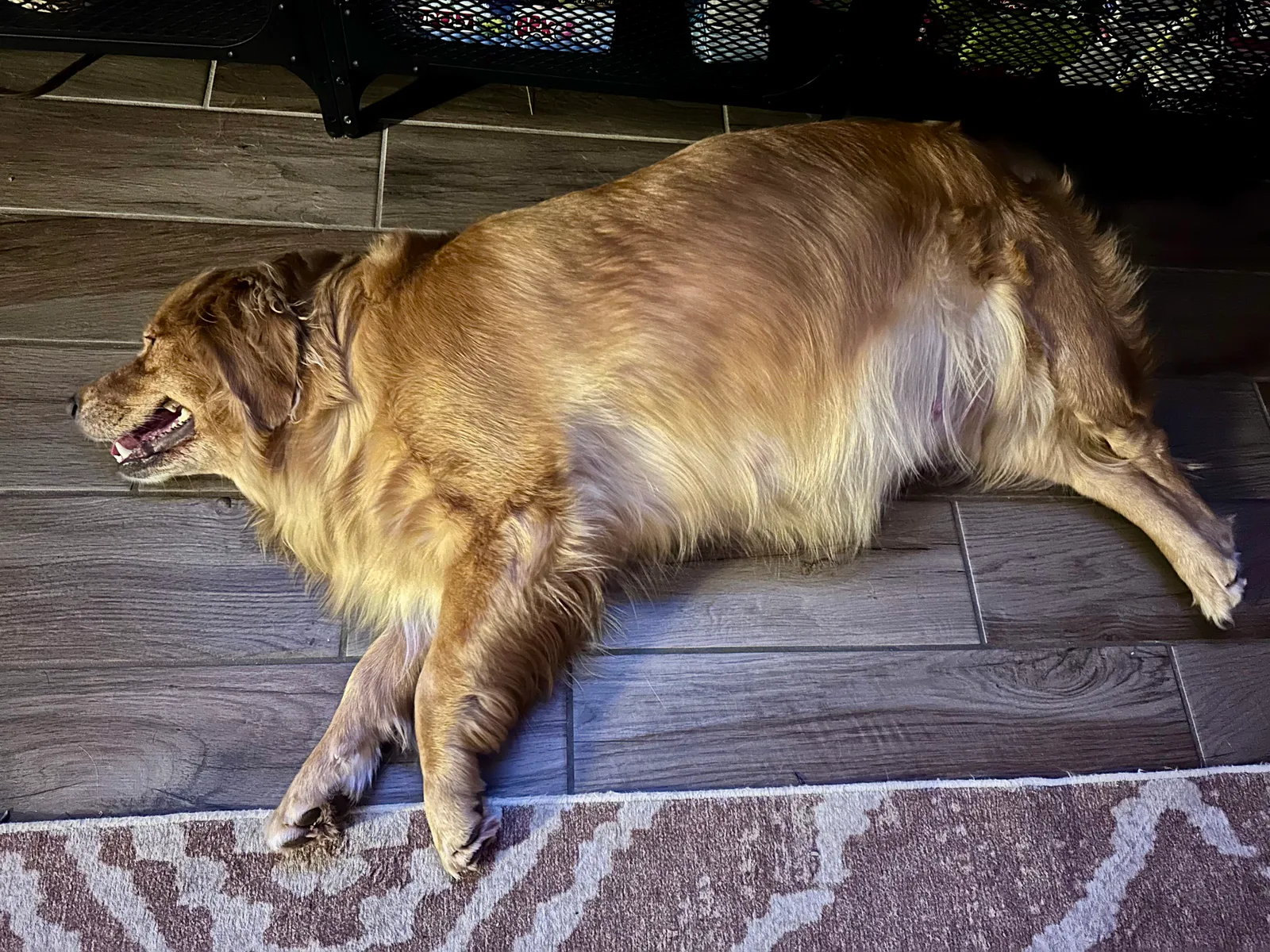 Pregnant Dilly resting comfortably on a cool floor before her litter arrived.