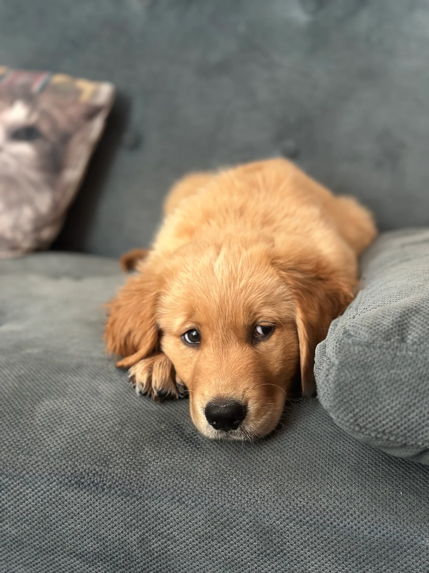 Duncan as a young Golden Retriever puppy resting on a gray sofa.
