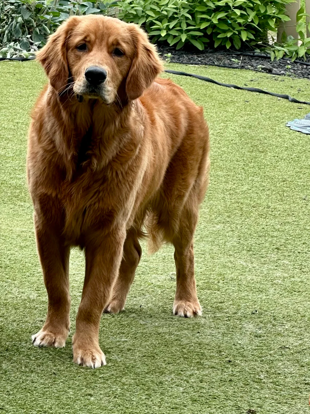 Full-body portrait of Duncan, a tall dark-gold Golden Retriever, standing in the backyard.