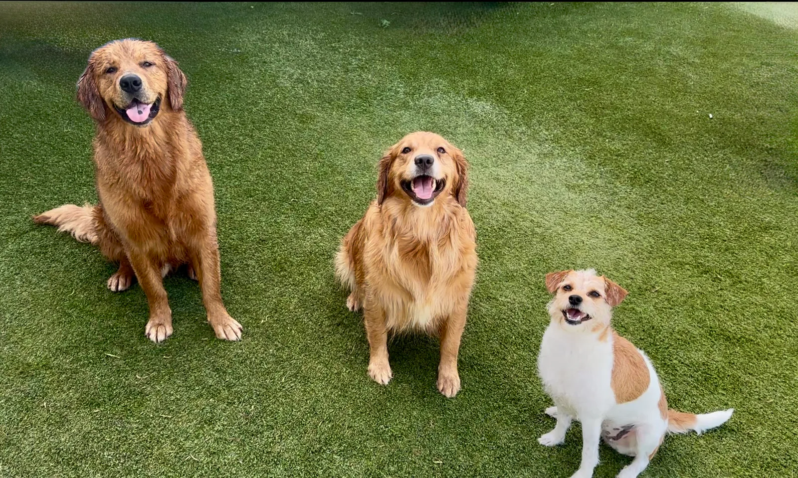 Duncan, Dilly, and Penny sitting together outdoors.