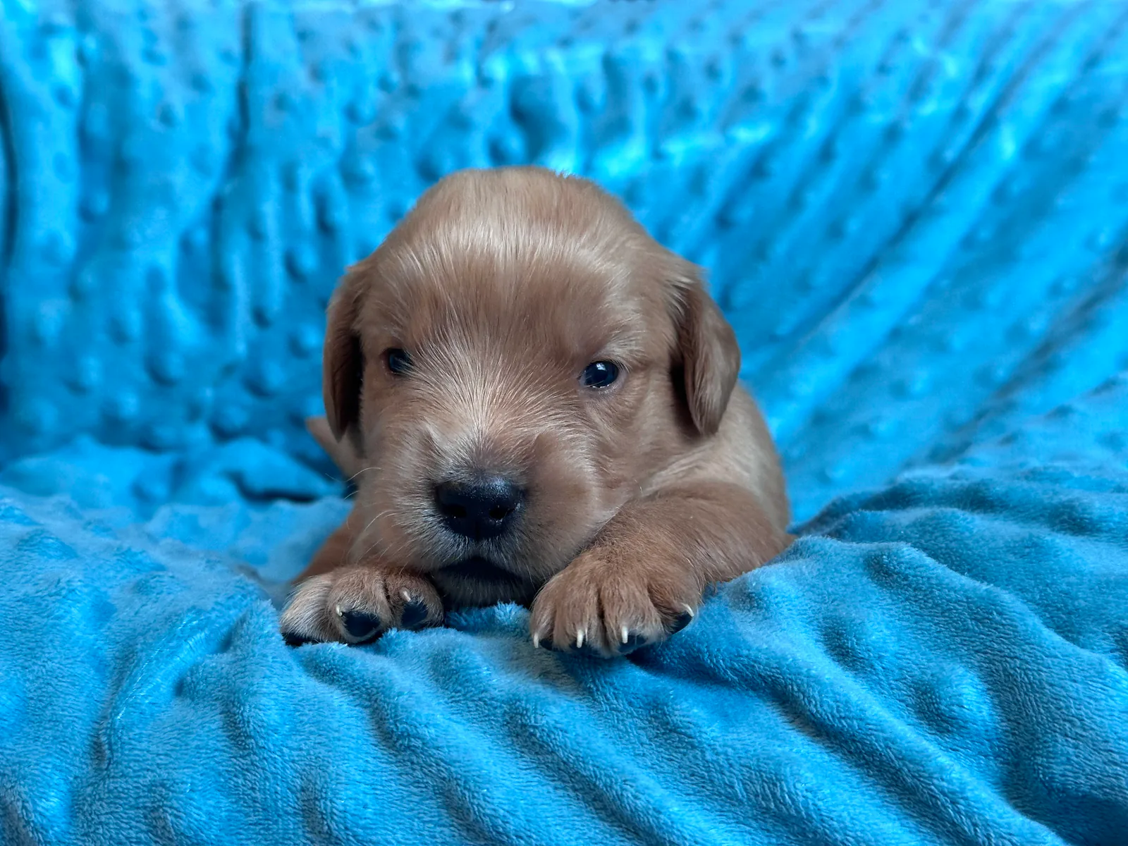 Golden Retriever puppy Dahlia (Dolly) from the Double D Goldens litter