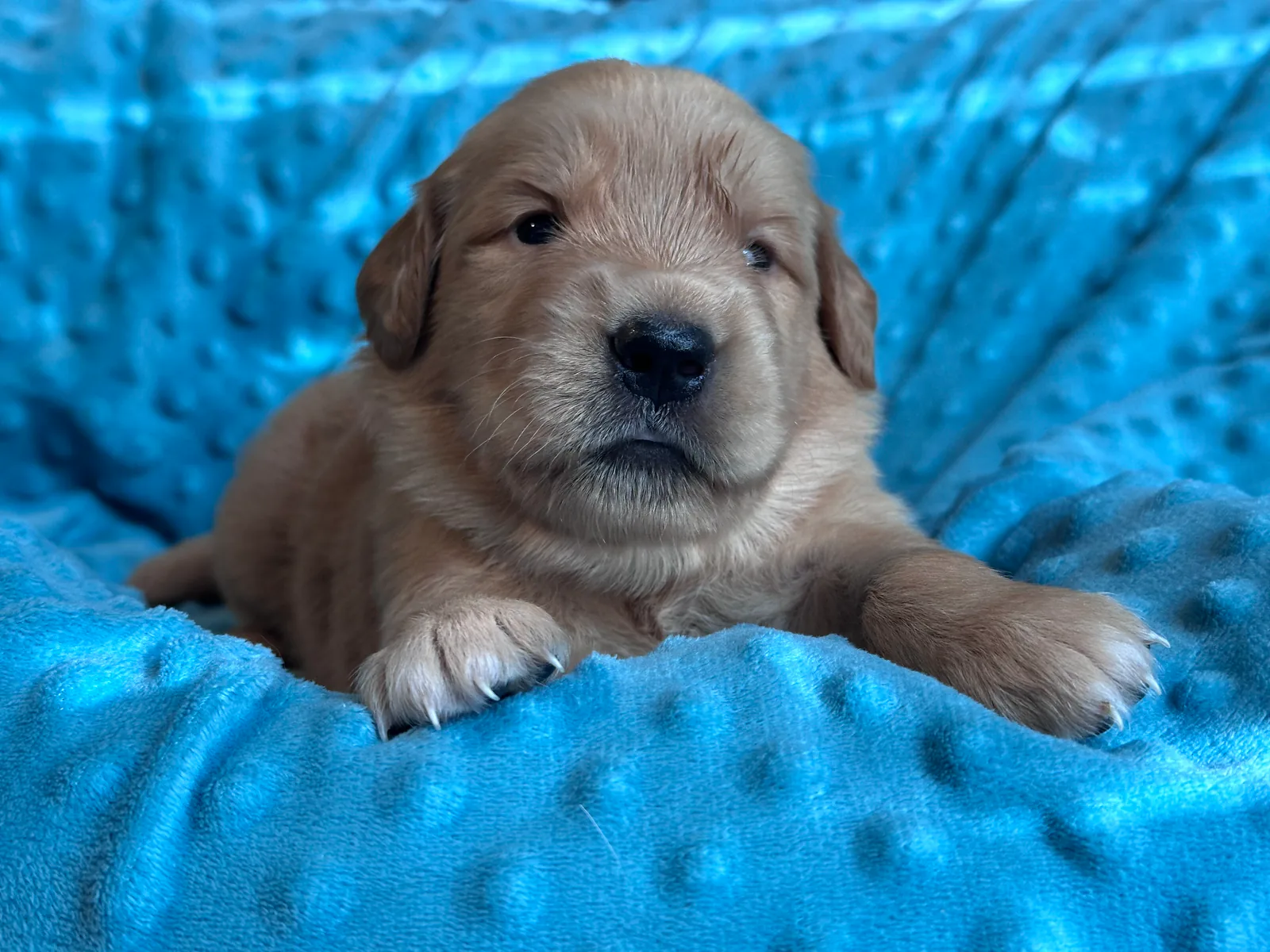 Golden Retriever puppy Lobelia (Lola) from the Double D Goldens litter