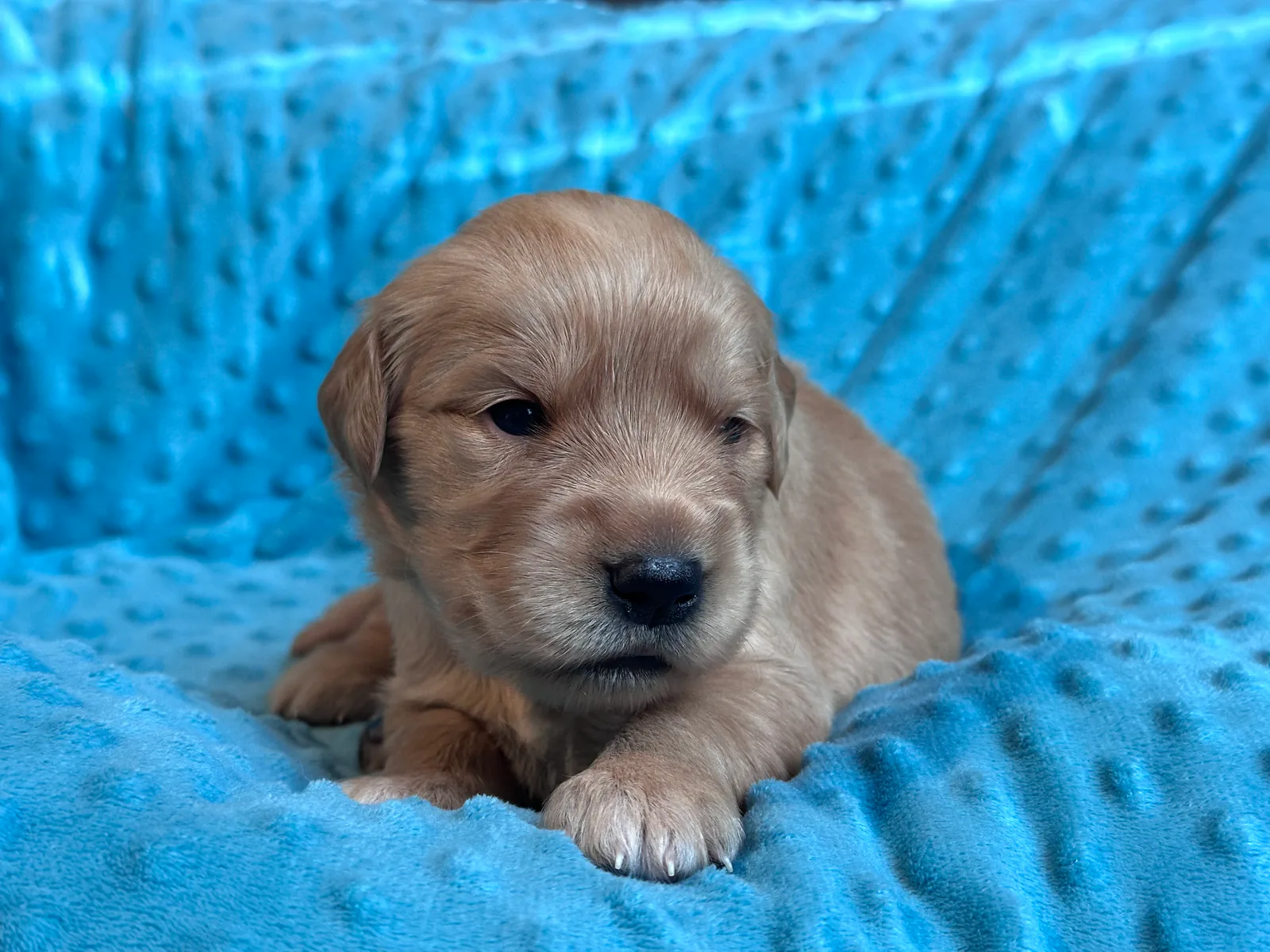 Golden Retriever puppy Peony from the Double D Goldens litter