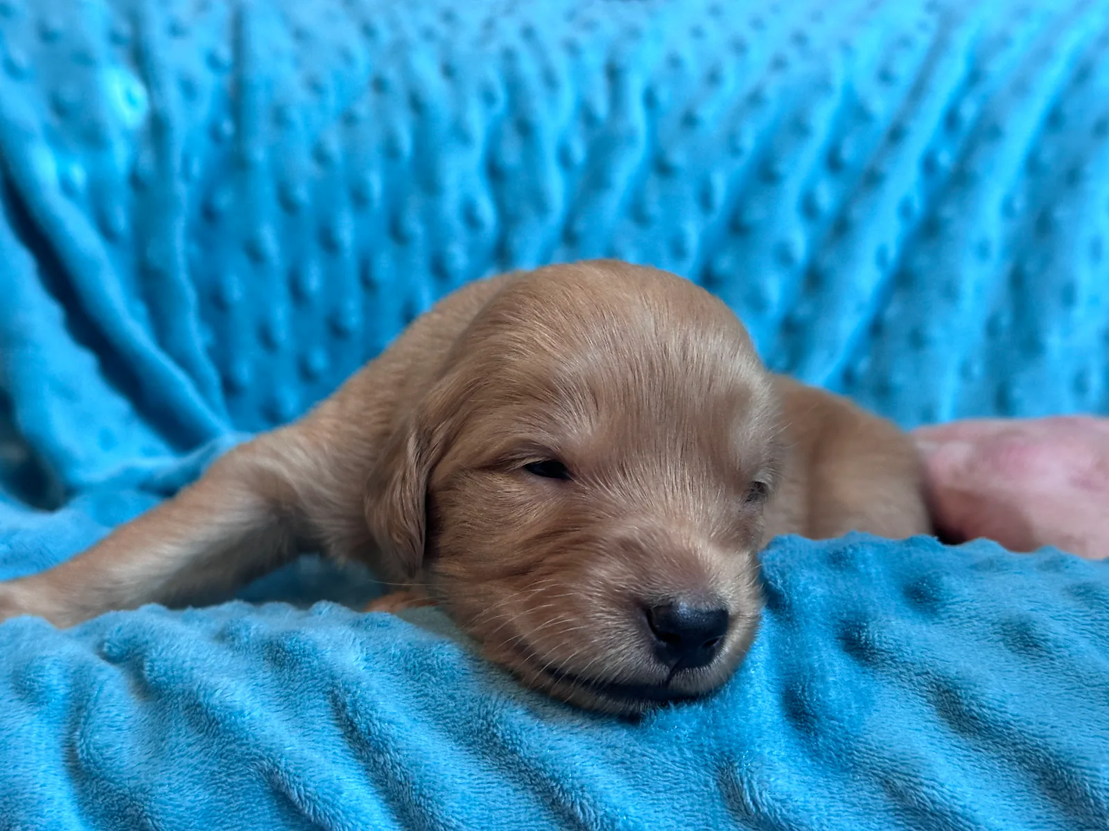 Golden Retriever puppy Poppy from the Double D Goldens litter