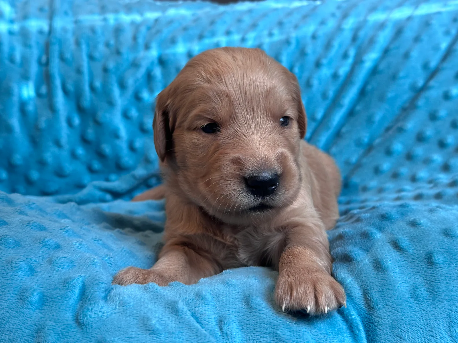 Golden Retriever puppy Violet from the Double D Goldens litter