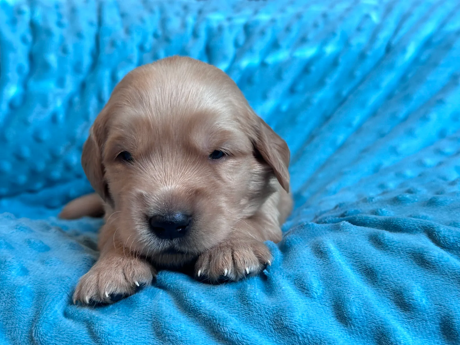 Golden Retriever puppy Wisteria (Winnie) from the Double D Goldens litter