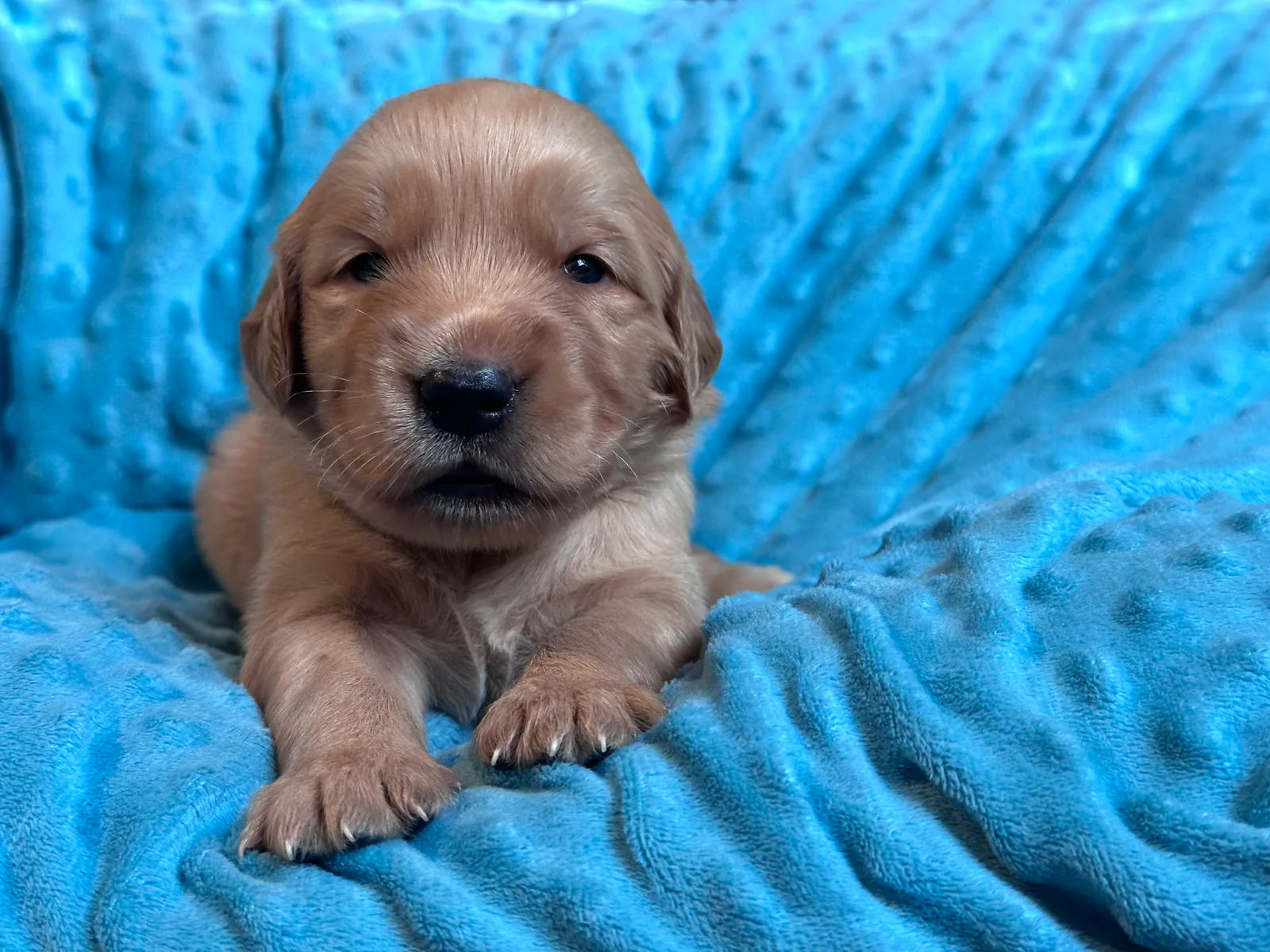 Golden Retriever puppy Zinnia from the Double D Goldens litter